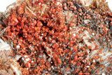 Ruby Red Vanadinite Crystals on Black & White Barite - Top Quality #253388-4